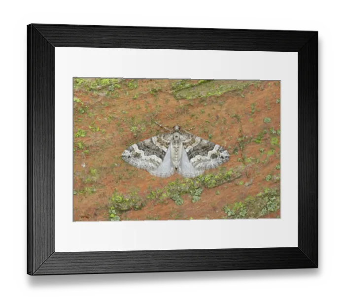 Framed Print : Barred Rivulet (Perizoma bifaciata) adult, Essex, England Framed Print : Barred Rivulet (Perizoma bifaciata) adult, Essex, England