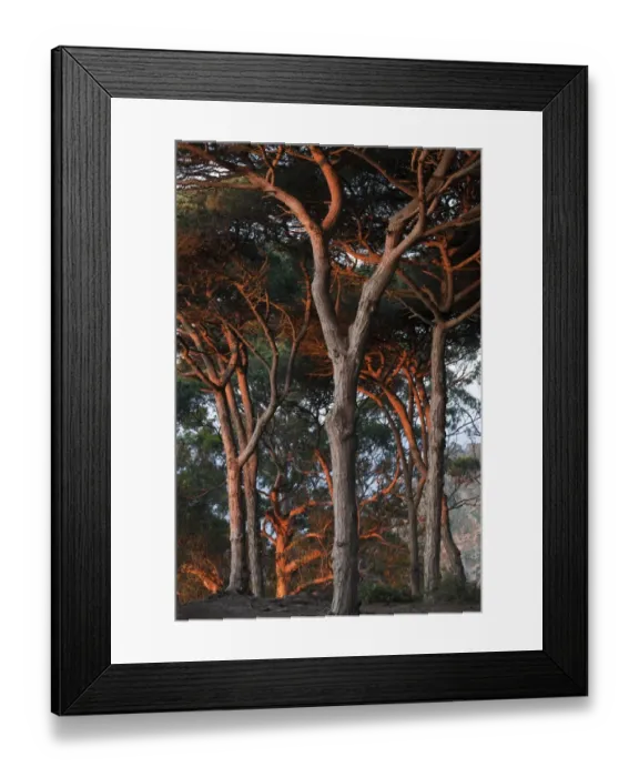 Framed Print : Mediterranean coastal Pine (Pinus sp. ) forest habitat in evening sunlight, Tangier, Morocco, april Framed Print : Mediterranean coastal Pine (Pinus sp. ) forest habitat in evening sunlight, Tangier, Morocco, april
