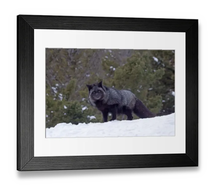 Framed Print : American Red Fox (Vulpes vulpes fulva) Silver Fox colour phase, standing in snow, Montana, U. S. A, january (captive) Framed Print : American Red Fox (Vulpes vulpes fulva) Silver Fox colour phase, standing in snow, Montana, U. S. A, january (captive)