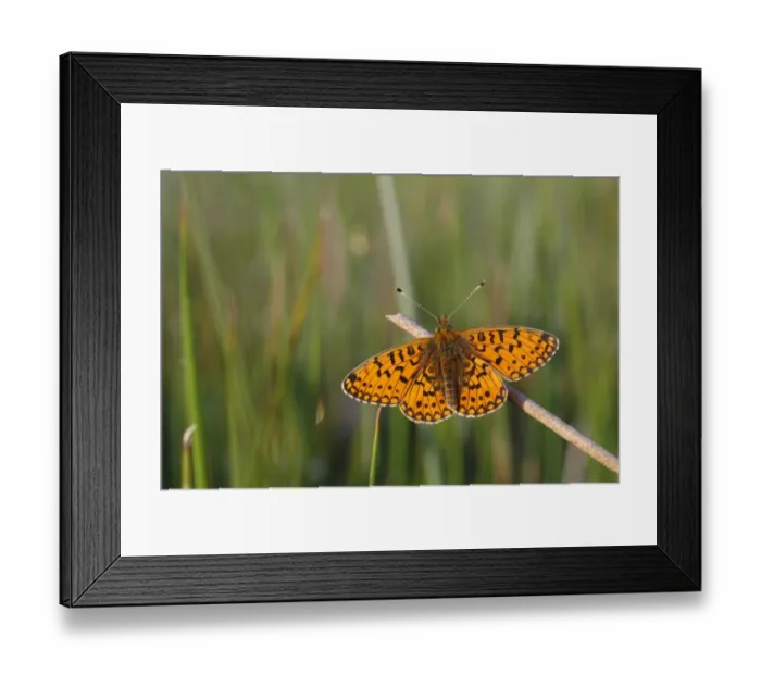 Framed Print : Small Pearl-bordered Fritillary (Boloria selene) adult male, basking on stem, Powys, Wales, june Framed Print : Small Pearl-bordered Fritillary (Boloria selene) adult male, basking on stem, Powys, Wales, june