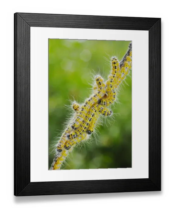 Framed Print : Buff-tip (Phalera bucephala) caterpillars, group on twig, Italy, august