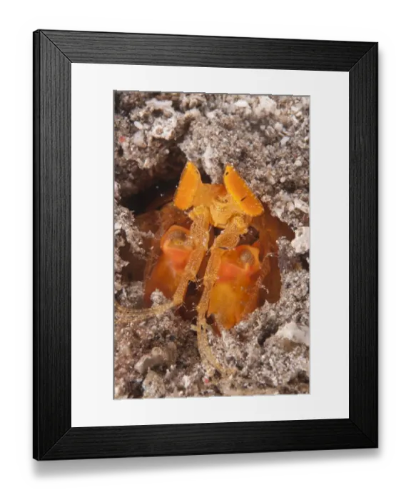Framed Print : Golden Spearing Mantis Shrimp (Lysiosquilloides mapia) adult, in hole at night, Lembata Island, Solor Archipelago, Lesser Sunda Islands, Indonesia Framed Print : Golden Spearing Mantis Shrimp (Lysiosquilloides mapia) adult, in hole at night, Lembata Island, Solor Archipelago, Lesser Sunda Islands, Indonesia