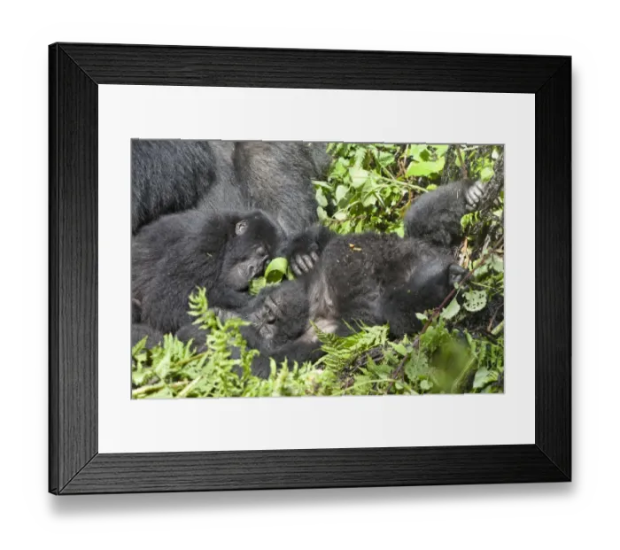 Framed Print : Mountain Gorilla (Gorilla beringei beringei) young, sleeping in vegetation, Volcanoes N. P. Virunga Mountains, Rwanda Framed Print : Mountain Gorilla (Gorilla beringei beringei) young, sleeping in vegetation, Volcanoes N. P. Virunga Mountains, Rwanda