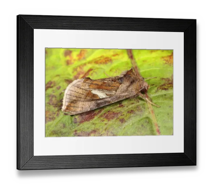 Framed Print : Gold Spangle (Autographa bractea) adult, resting on leaf, Powys, Wales, july