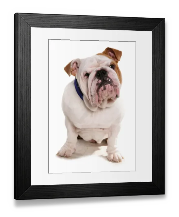 Framed Print : Domestic Dog, Bulldog, adult, sitting, with collar Framed Print : Domestic Dog, Bulldog, adult, sitting, with collar