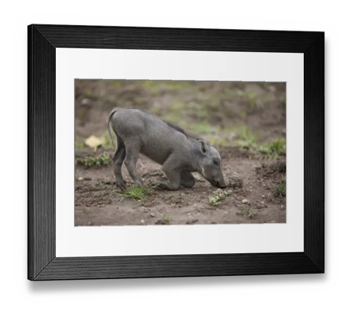 Framed Print : Common Warthog (Phacochoerus africanus) young, feeding, kneeling on ground, Queen Elizabeth N. P. Uganda Framed Print : Common Warthog (Phacochoerus africanus) young, feeding, kneeling on ground, Queen Elizabeth N. P. Uganda
