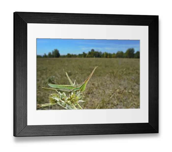Framed Print : Mediterranean Slant-faced Grasshopper (Acrida ungarica mediterranea) adult, resting on plant in steppe habitat, Italy, august