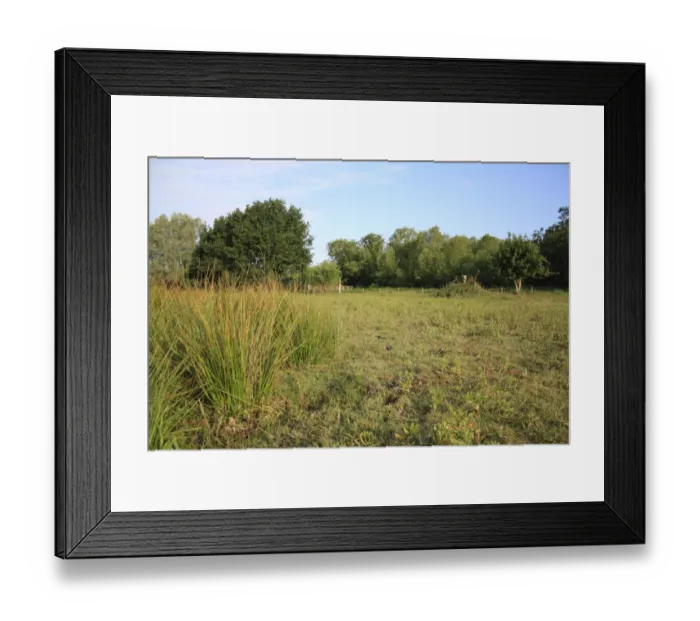 Framed Print : View of rushes growing in seasonal dry fen pool, Little Ouse Headwaters Project, Bleyswycks Bank, Thelnetham, Little Ouse Valley, Suffolk, England, june Framed Print : View of rushes growing in seasonal dry fen pool, Little Ouse Headwaters Project, Bleyswycks Bank, Thelnetham, Little Ouse Valley, Suffolk, England, june