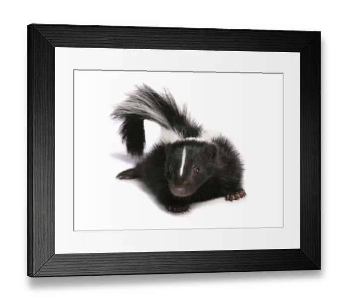 Framed Print : Striped Skunk (Mephitis mephitis) baby Framed Print : Striped Skunk (Mephitis mephitis) baby