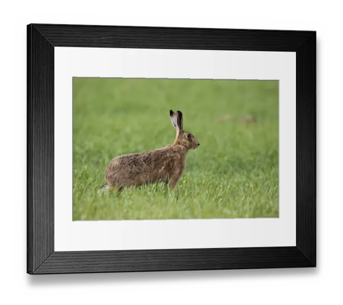 Framed Print : European Hare (Lepus europaeus) adult, standing in arable field, Kelling, Norfolk, England, april