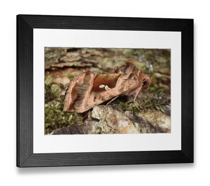 Framed Print : Plain Golden Y (Autographa jota) adult, resting on bark, Powys, Wales, july Framed Print : Plain Golden Y (Autographa jota) adult, resting on bark, Powys, Wales, july