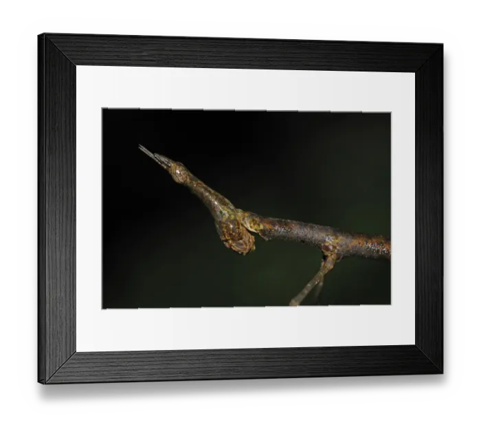 Framed Print : Proscopiid Grasshopper (Apioscelis sp. ) Jumping Stick Insect, adult, close-up of head, Yasuni N. P. Amazon, Ecuador Framed Print : Proscopiid Grasshopper (Apioscelis sp. ) Jumping Stick Insect, adult, close-up of head, Yasuni N. P. Amazon, Ecuador