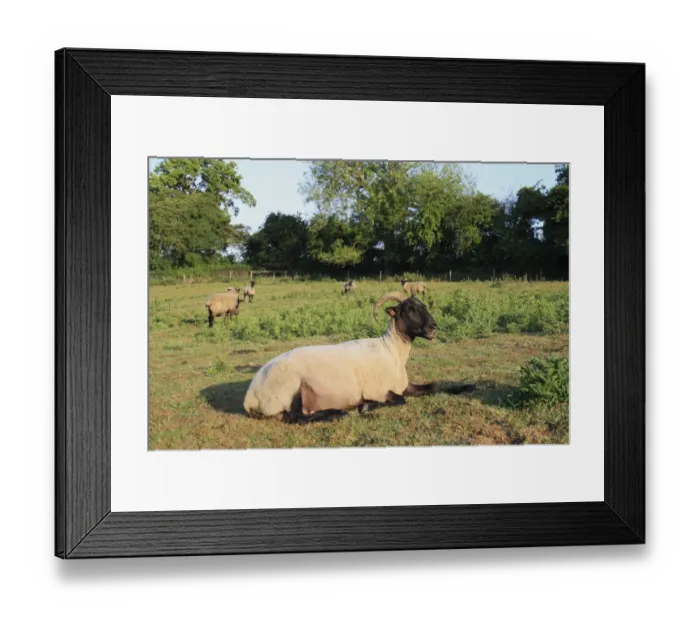 Framed Print : Domestic Sheep, Norfolk Horn ewes and lambs, resting and standing amongst thistles in rough pasture, Little Ouse Headwaters Project, The Lows, Blo Norton, Little Ouse Valley, Norfolk, England, june