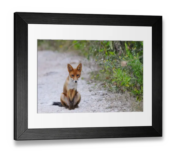 Framed Print : European Red Fox (Vulpes vulpes) adult, sitting on gravel in mediterranean habitat, Italy, august Framed Print : European Red Fox (Vulpes vulpes) adult, sitting on gravel in mediterranean habitat, Italy, august