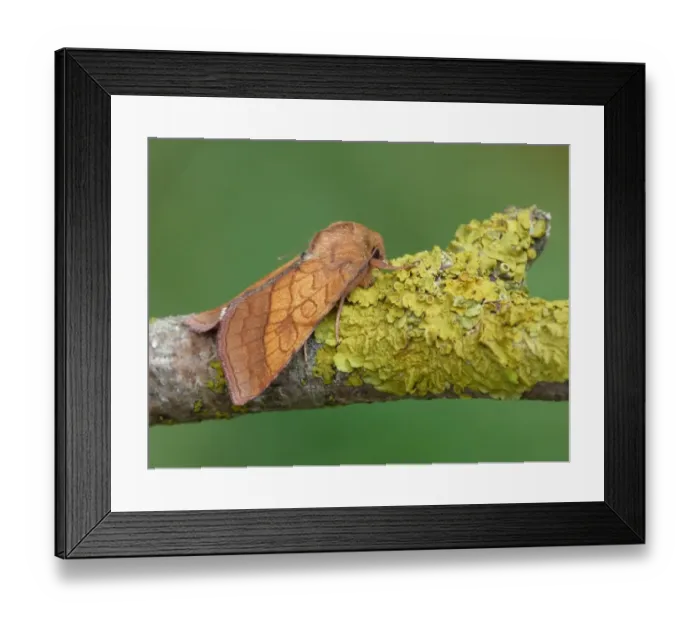 Framed Print : Bordered Sallow (Pyrrhia umbra) adult, resting on lichen covered twig, Cannobina Valley, Piedmont, Northern Italy, july Framed Print : Bordered Sallow (Pyrrhia umbra) adult, resting on lichen covered twig, Cannobina Valley, Piedmont, Northern Italy, july