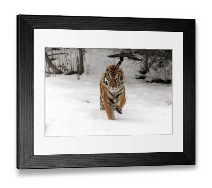 Framed Print : Siberian Tiger (Panthera tigris altaica) immature male, running in snow, winter (captive) Framed Print : Siberian Tiger (Panthera tigris altaica) immature male, running in snow, winter (captive)