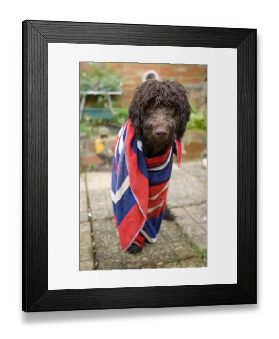 Framed Print : Domestic Dog, Labradoodle, young female, with towel wrapping around wet coat, standing in garden, England, december
