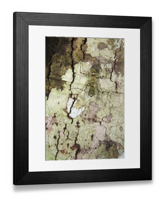 Framed Print : Bark Mantis (Liturgusa sp. ) subadult, camouflaged on tree trunk, Los Amigos Biological Station, Madre de Dios, Amazonia, Peru
