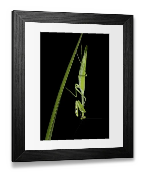 Framed Print : Praying Mantis (Stagmatoptera binotata) adult, resting on leaf at night, Iwokrama Rainforest, Guyana Framed Print : Praying Mantis (Stagmatoptera binotata) adult, resting on leaf at night, Iwokrama Rainforest, Guyana