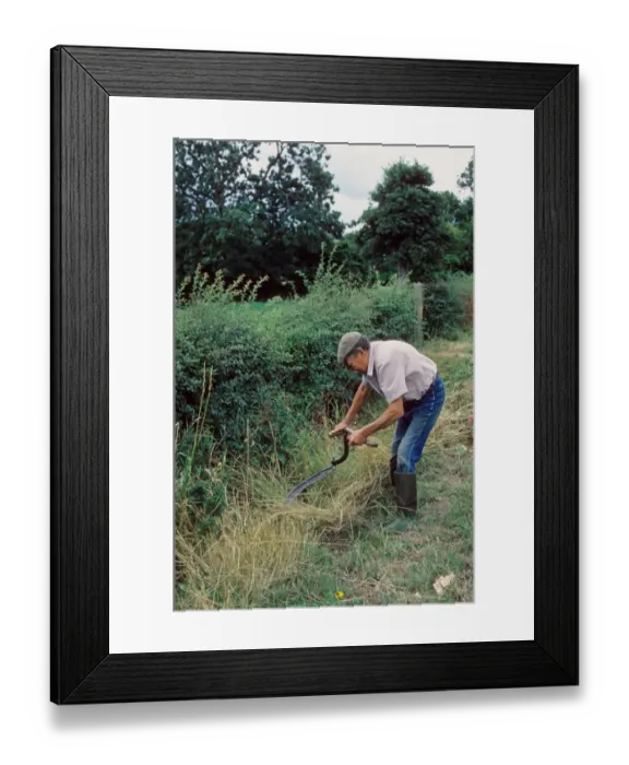 Framed Print : Farmer scything roadside verge, Leicestershire, England