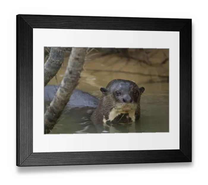 Framed Print : Giant Otter (Pteronura brasiliensis) adult, in river, Paraguay River, Pantanal, Mato Grosso, Brazil Framed Print : Giant Otter (Pteronura brasiliensis) adult, in river, Paraguay River, Pantanal, Mato Grosso, Brazil