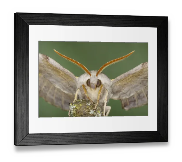 Framed Print : Poplar Hawkmoth (Laothoe populi) adult, close-up of head, Essex, England, july