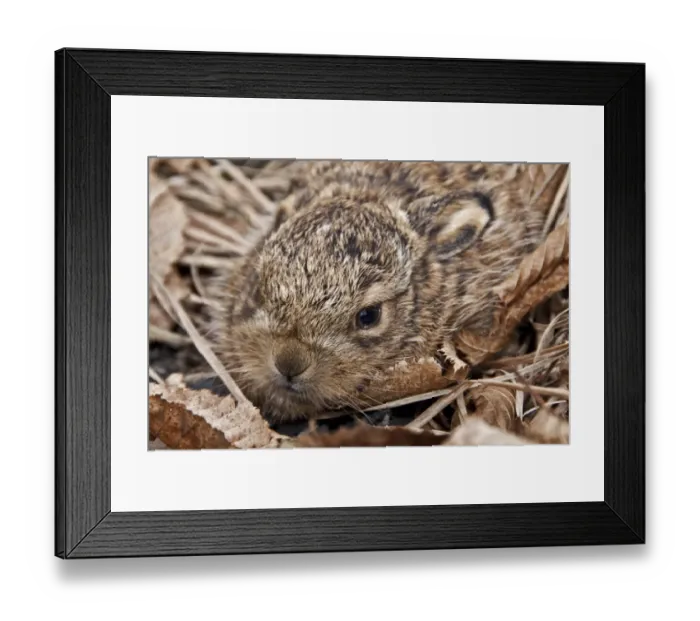 Framed Print : European Hare (Lepus europaeus) leveret about 10 days old