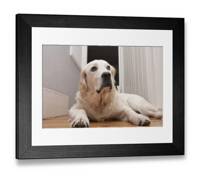 Framed Print : Domestic Dog, Golden Retriever, puppy, laying on floor, England Framed Print : Domestic Dog, Golden Retriever, puppy, laying on floor, England