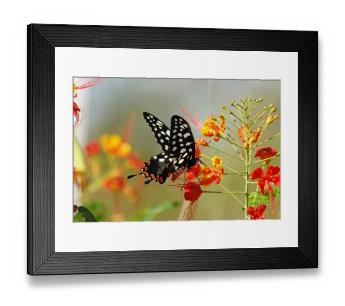 Framed Print : Madagascar Giant Swallowtail (Atrophaneura antenor) adult, feeding at flowers, Ifaty, Western Madagascar, august