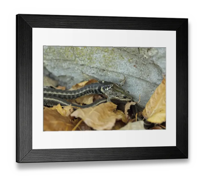 Framed Print : Grass Snake (Natrix natrix) striped form, adult, feeding on Marsh Frog (Rana ridibunda), Bulgaria, september Framed Print : Grass Snake (Natrix natrix) striped form, adult, feeding on Marsh Frog (Rana ridibunda), Bulgaria, september
