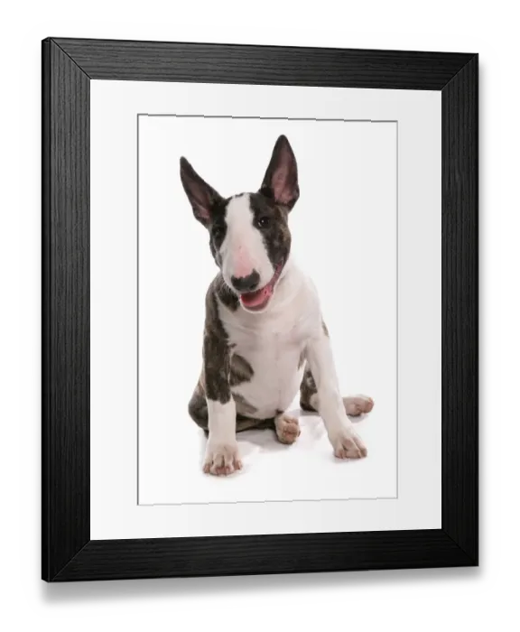 Framed Print : Domestic Dog, Bull Terrier, puppy, sitting Framed Print : Domestic Dog, Bull Terrier, puppy, sitting