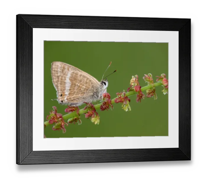 Framed Print : Long-tailed Blue (Lampides boeticus) adult, resting on Sheep's Sorrel (Rumex acetosella) stem, Peloponesos, Southern Greece, april Framed Print : Long-tailed Blue (Lampides boeticus) adult, resting on Sheep's Sorrel (Rumex acetosella) stem, Peloponesos, Southern Greece, april