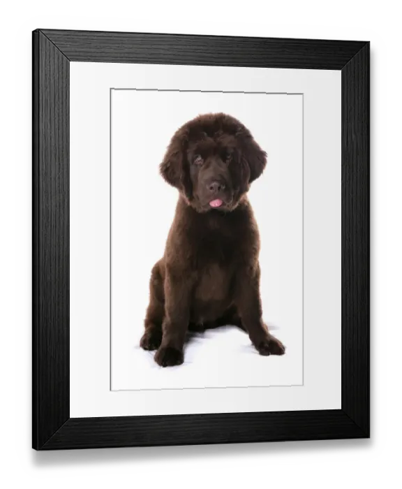 Framed Print : Domestic Dog, Newfoundland, male puppy, sitting Framed Print : Domestic Dog, Newfoundland, male puppy, sitting
