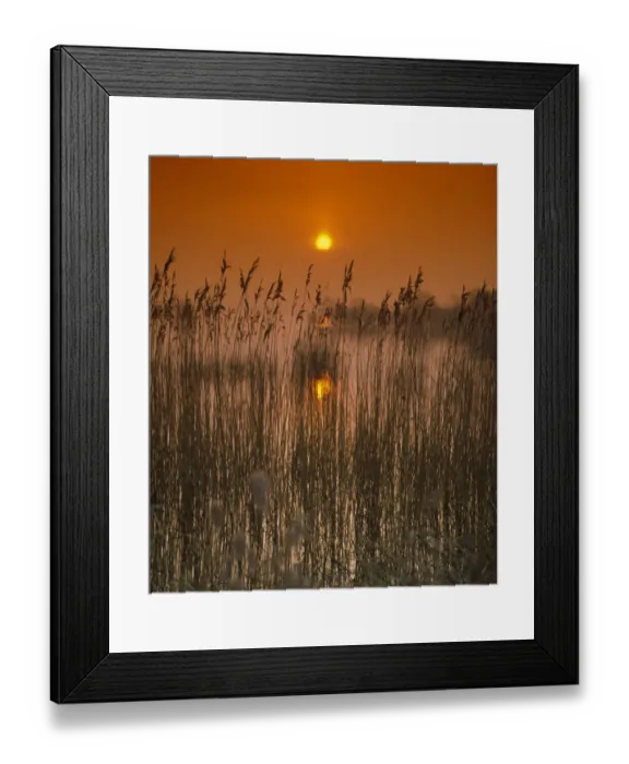 Framed Print : Sunset over reedbed at edge of reservoir, Chew Valley Lake, Chew Valley, Somerset, England Framed Print : Sunset over reedbed at edge of reservoir, Chew Valley Lake, Chew Valley, Somerset, England