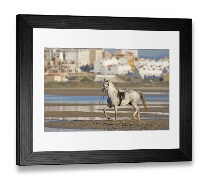 Framed Print : Horse, riderless adult, trotting on beach, Tarifa, Cadiz, Andalusia, Southern Spain, september Framed Print : Horse, riderless adult, trotting on beach, Tarifa, Cadiz, Andalusia, Southern Spain, september