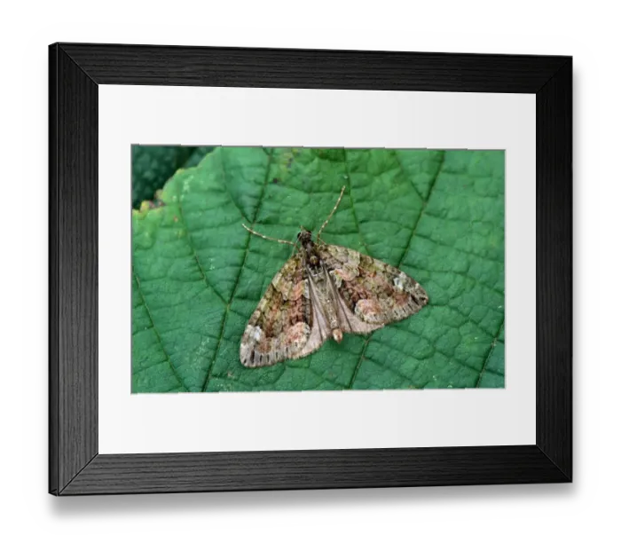 Framed Print : Red-Green Carpet Moth (Cloeoclysta siterata) On leaf - wings open - Mistley Framed Print : Red-Green Carpet Moth (Cloeoclysta siterata) On leaf - wings open - Mistley