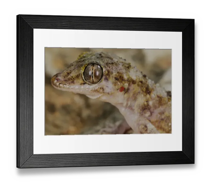 Framed Print : Socotran Leaf-toed Gecko (Hemidactylus inintellectus) adult, close-up of head, Socotra, Yemen, march Framed Print : Socotran Leaf-toed Gecko (Hemidactylus inintellectus) adult, close-up of head, Socotra, Yemen, march