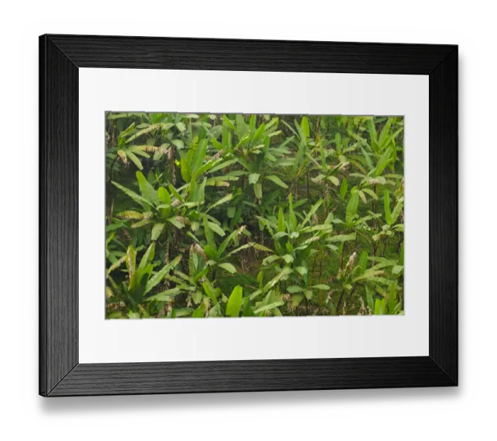 Framed Print : Banana (Musa sp. ) crop, growing on hillside at edge of Nyungwe Forest N. P. Rwanda, march Framed Print : Banana (Musa sp. ) crop, growing on hillside at edge of Nyungwe Forest N. P. Rwanda, march