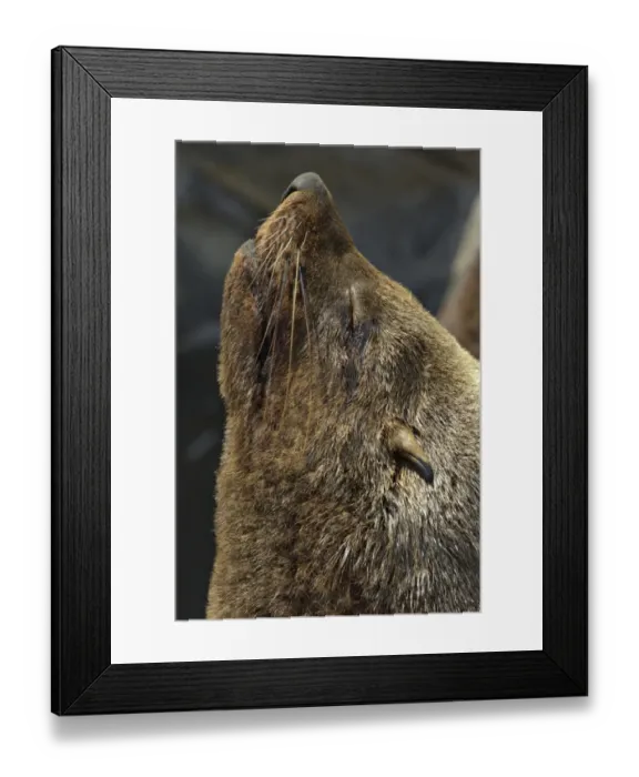 Framed Print : Cape Fur Seal (Arctocephalus pusillus) adult, close-up of head, Cape Town, Western Cape, South Africa Framed Print : Cape Fur Seal (Arctocephalus pusillus) adult, close-up of head, Cape Town, Western Cape, South Africa