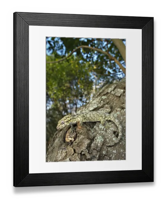 Framed Print : Wahlberg's Velvet Gecko (Homopholis wahlbergii) adult, climbing on tree trunk, South Africa