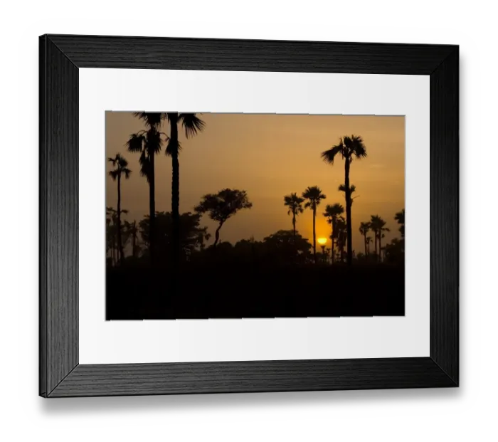 Framed Print : Palm trees silhouetted at sunset, Banfora, Comoe Province, Burkina Faso Framed Print : Palm trees silhouetted at sunset, Banfora, Comoe Province, Burkina Faso