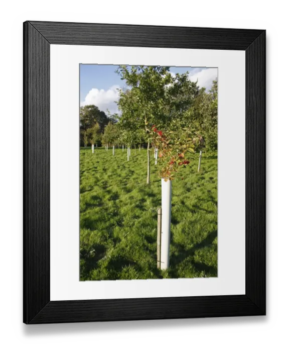 Framed Print : New Millenium woodland, Guelder Rose (Viburnum opalus) and broadleaf tree saplings protected with plastic sleeves, planted on former meadowland, Vicarage Plantation, Mendlesham, Suffolk, England, october Framed Print : New Millenium woodland, Guelder Rose (Viburnum opalus) and broadleaf tree saplings protected with plastic sleeves, planted on former meadowland, Vicarage Plantation, Mendlesham, Suffolk, England, october