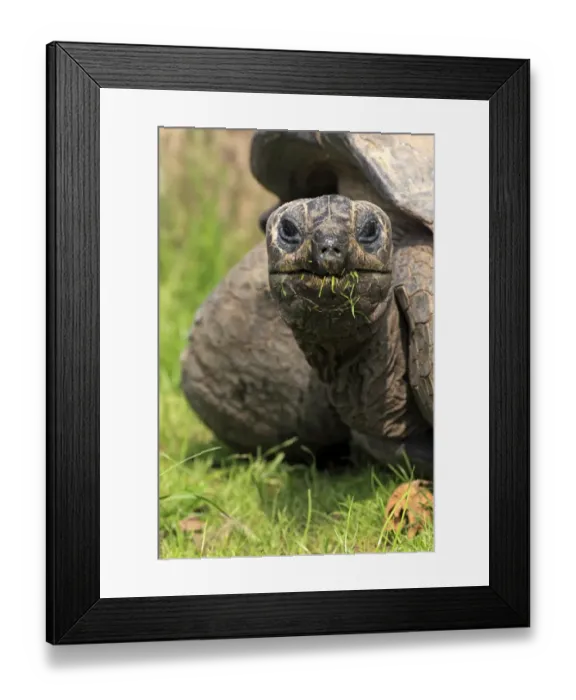 Framed Print : Seychelles Giant Tortoise (Geochelone gigantea) adult, feeding on grass, close-up of head and neck, captive Framed Print : Seychelles Giant Tortoise (Geochelone gigantea) adult, feeding on grass, close-up of head and neck, captive