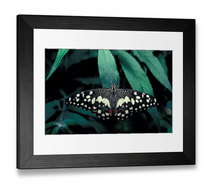 Framed Print : Butterfly Lime Swallowtail (Papilio demoleus) - Asia Framed Print : Butterfly Lime Swallowtail (Papilio demoleus) - Asia