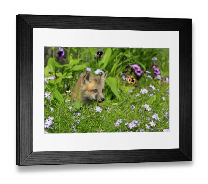 Framed Print : American Red Fox (Vulpes vulpes fulva) ten-weeks old cub, standing amongst flowers in meadow, Montana, U. S. A. june (captive) Framed Print : American Red Fox (Vulpes vulpes fulva) ten-weeks old cub, standing amongst flowers in meadow, Montana, U. S. A. june (captive)