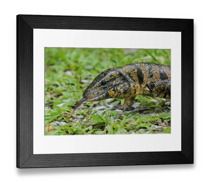 Framed Print : Common Tegu (Tupinambis teguixin) adult, close-up of head, flicking forked tongue, Trinidad, Trinidad and Tobago