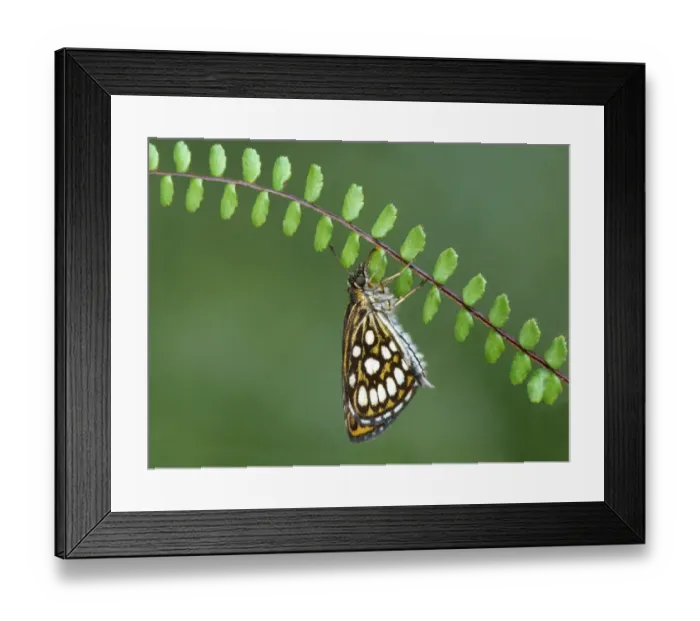 Framed Print : Large Chequered Skipper (Heteropterus morpheus) adult, resting on Maidenhair Spleenwort (Asplenium trichomanes) leaves, Cannobina Valley, Piedmont, Northern Italy, july