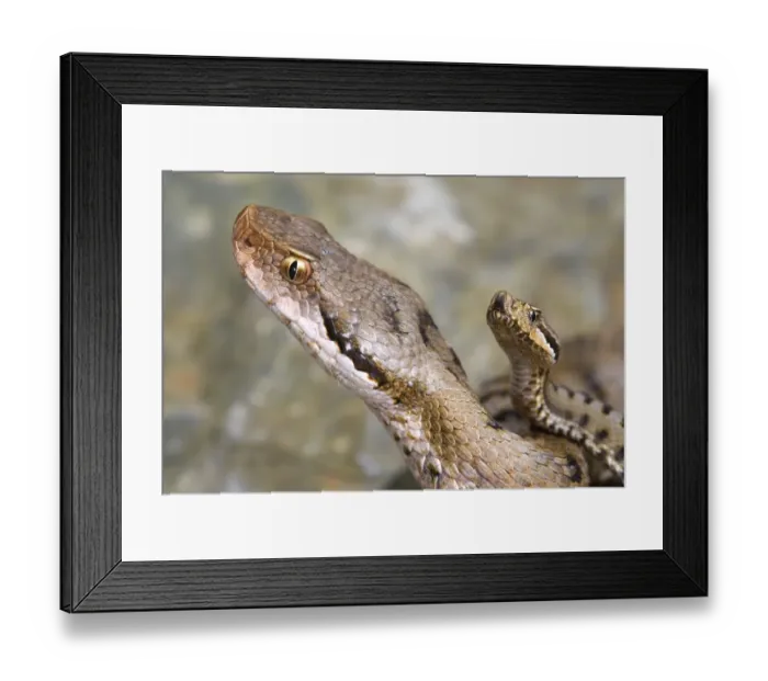 Framed Print : Asp Viper (Vipera aspis) adult female with newly born young, close-up of heads, Val Borbera, Alessandria, Piedmont, Italy Framed Print : Asp Viper (Vipera aspis) adult female with newly born young, close-up of heads, Val Borbera, Alessandria, Piedmont, Italy