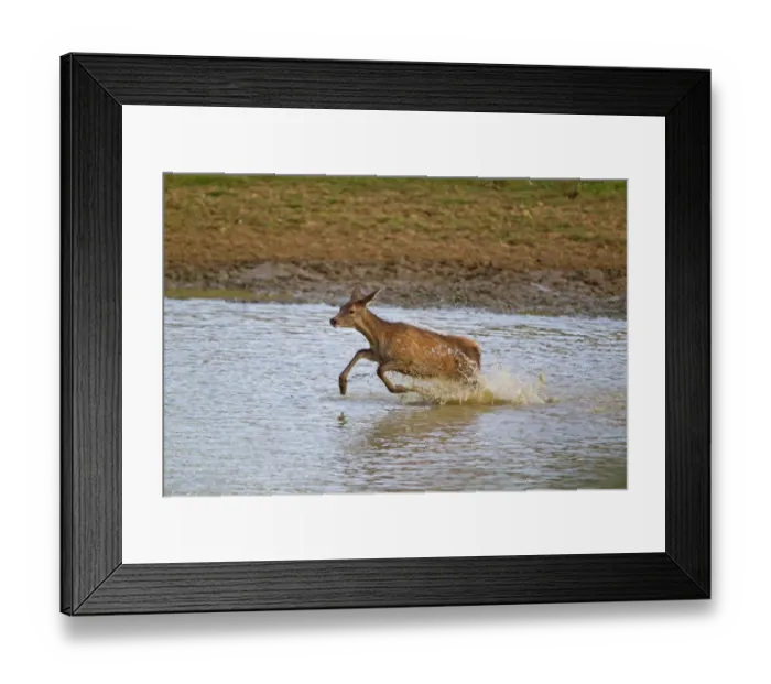 Framed Print : Red Deer (Cervus elaphus) calf, running through water, during rutting season, Minsmere RSPB Reserve, Suffolk, England, october Framed Print : Red Deer (Cervus elaphus) calf, running through water, during rutting season, Minsmere RSPB Reserve, Suffolk, England, october