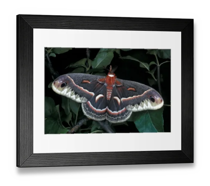 Framed Print : Robin Moth (Hyalophora cecropia) Close up with wings spread Framed Print : Robin Moth (Hyalophora cecropia) Close up with wings spread